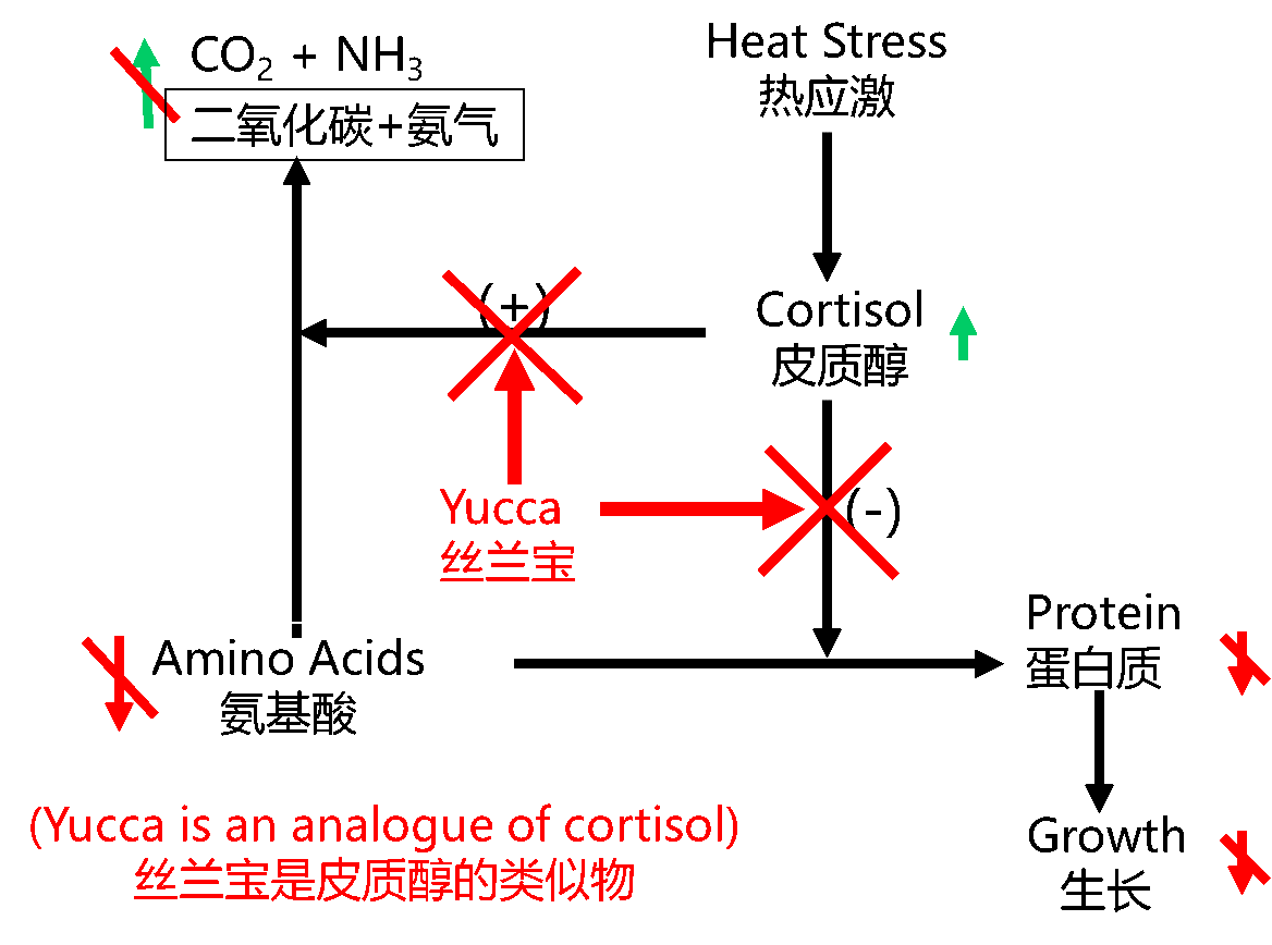 絲蘭寶降低熱應激危害機理圖