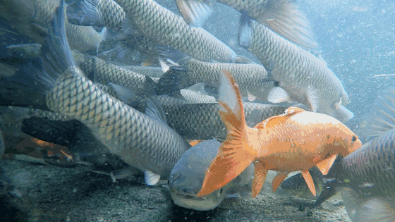 魚