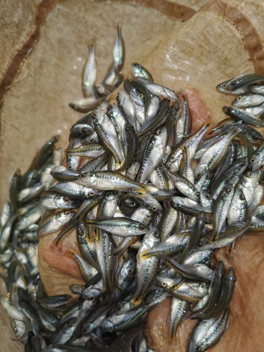 魚
